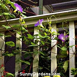 Convolvulus, Bindweed, Glorybind, Morning Glory