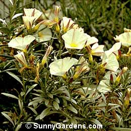 Convolvulus cneorum, Silverbush, Bush Morning Glory