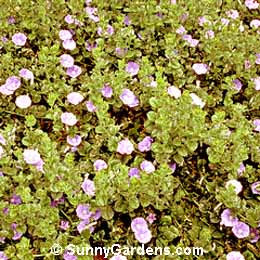 Convolvulus mauritanicus, Ground Morning Glory, Creeping Blue Morning Glory
