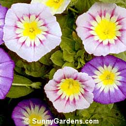 Convolvulus tricolor, Dwarf Morning Glory