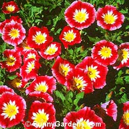 Convolvulus tricolor, Dwarf Morning Glory