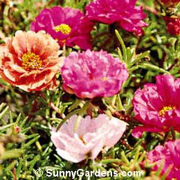 Portulaca grandiflora, Portulaca