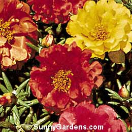 Portulaca grandiflora, Moss Rose