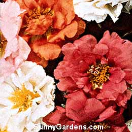 Portulaca grandiflora, Sun Plant, Eleven-O'Clock