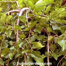 Morus alba, Weeping Mulberry, Teas Weeping Mullberry