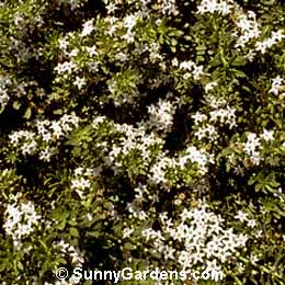 Myoporum parvifolium, Prostrate Myoporum