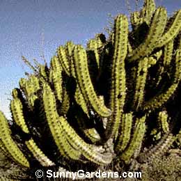 Myrtillocactus cochal, Blue Candle, Blue Flame