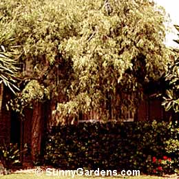 Agonis flexuosa, Peppermint Tree, Australian Willow Myrtle