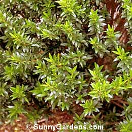 Myrtus communis, True Myrtle, Myrtle