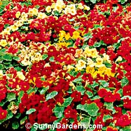 Tropaeolum, Garden Nasturtium, Indian Cress