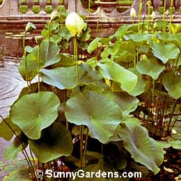 Nelumbo nucifera, Sacred Lotus, Chinese Lotus, Indian Lotus, Nelumbium nelumbo