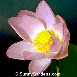 Nelumbo nucifera, Lotus