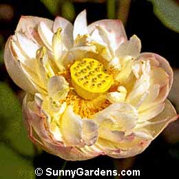 Nelumbo nucifera, Lotus