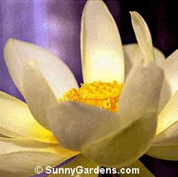 Nelumbo nucifera, Lotus