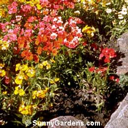 Nemesia strumosa, Nemesia