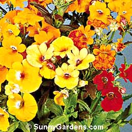 Nemesia strumosa, Pouch Nemesia