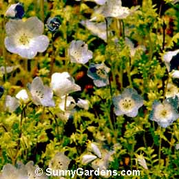 Nemophila menziesii, Baby-Blue-Eyes
