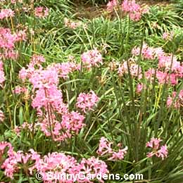 Nerine bowdenii