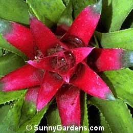 Nidularium fulgens, Blushing Bromeliad