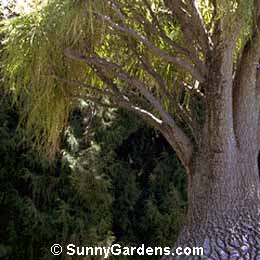 Nolina recurvata, Bottle Palm, Elephant Tree, Pony Tail