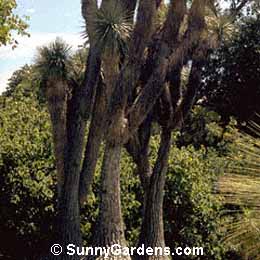 Nolina stricta, Bear Grass
