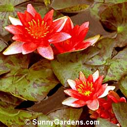 Nymphaea