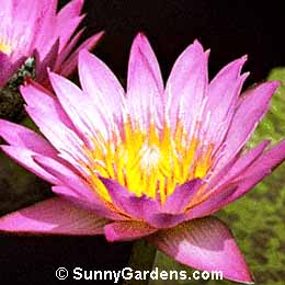 Nymphaea, Waterlily