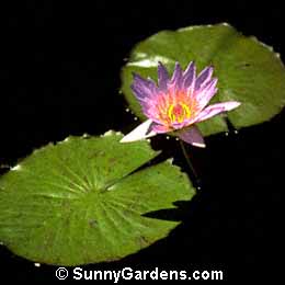 Nymphaea