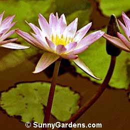 Nymphaea