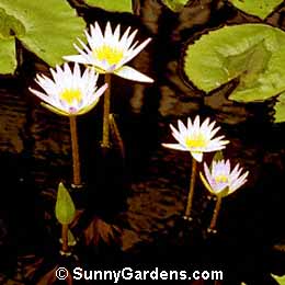 Nymphaea