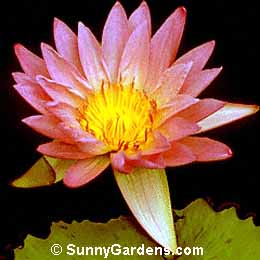 Nymphaea