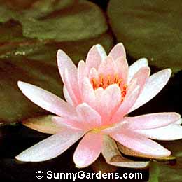 Nymphaea, Waterlily