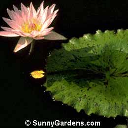 Nymphaea