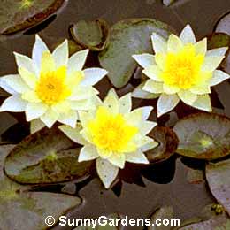 Nymphaea, Waterlily