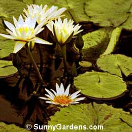 Nymphaea