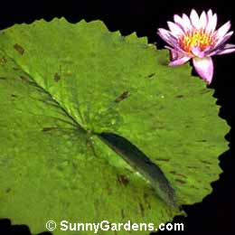 Nymphaea