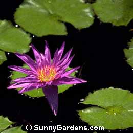 Nymphaea