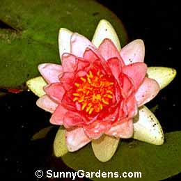 Nymphaea, Waterlily