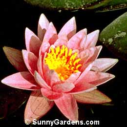 Nymphaea