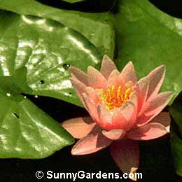 Nymphaea