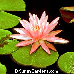Nymphaea