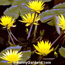 Nymphaea, Water Lily
