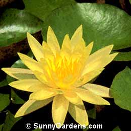 Nymphaea