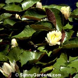 Nymphaea
