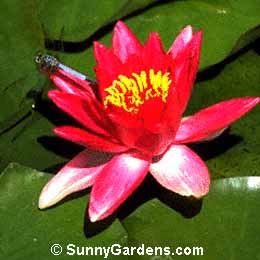 Nymphaea