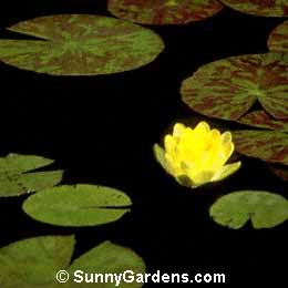 Nymphaea marliacea