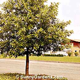Quercus acutissima, Sawtooth Oak