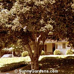 Quercus agrifolia, Coast Live Oak, California Live Oak
