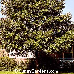 Quercus alba, White Oak