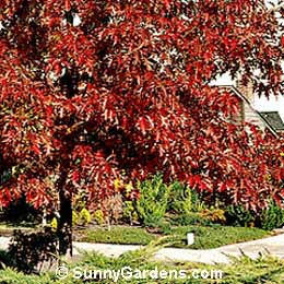 Quercus coccinea, Scarlet Oak